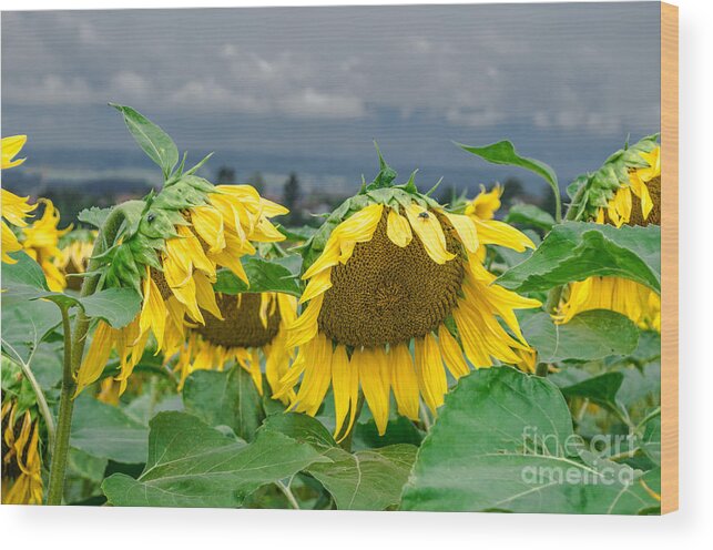 Michelle Meenawong Wood Print featuring the photograph Sunflowers On A Rainy Day by Michelle Meenawong