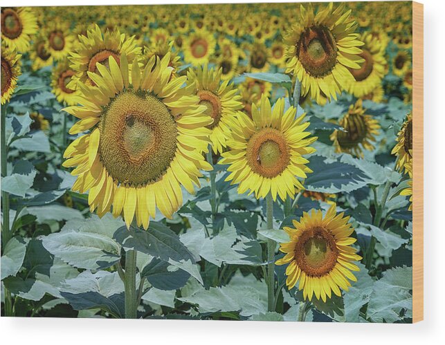 Garden Wood Print featuring the photograph Sunflowers Weldon Spring MO GRK8252_07142018 by Greg Kluempers