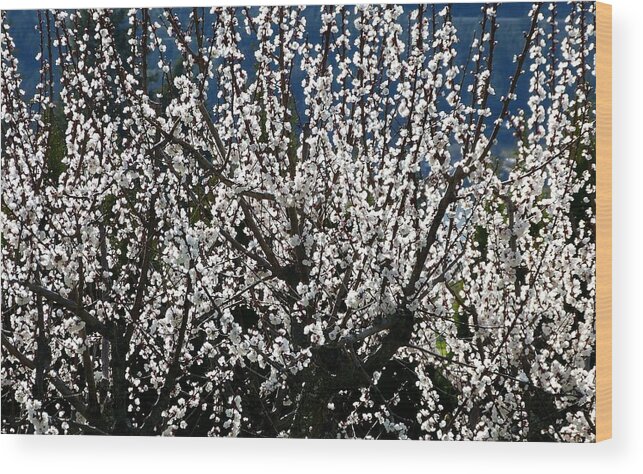 Sunlit Apricot Blossoms Wood Print featuring the photograph Sunlit Apricot Blossoms by Will Borden