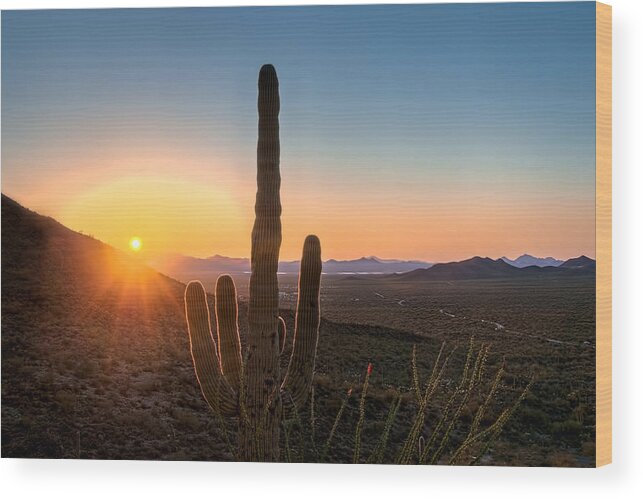 Arid Wood Print featuring the photograph Sunlit Cactus by Maria Coulson