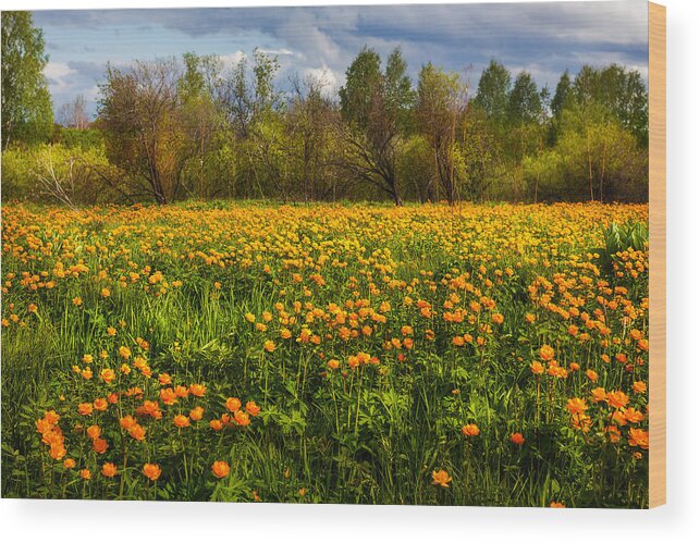 Buttercup Wood Print featuring the photograph Sunny Buttercups Field. Altai by Victor Kovchin