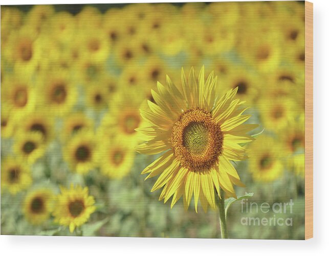 Sunflower Wood Print featuring the photograph Sunny by Dan Holm