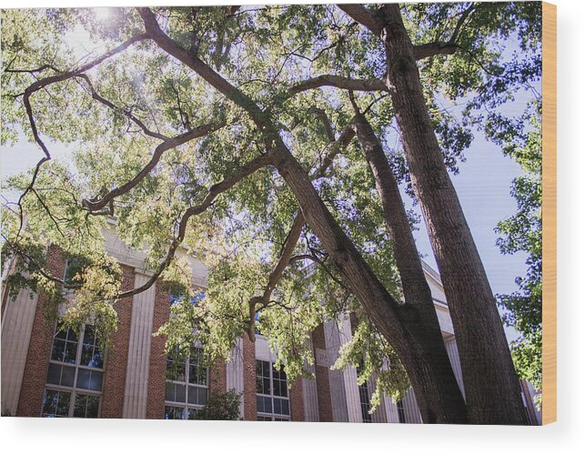 Abraham Baldwin Wood Print featuring the photograph Sunny Days at UGA by Parker Cunningham