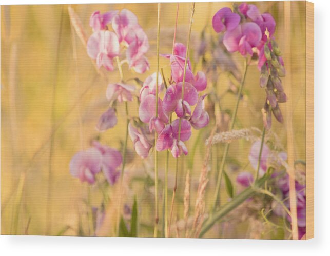 Pink Vetch Wood Print featuring the photograph Sunny Garden 3 by Bonnie Bruno