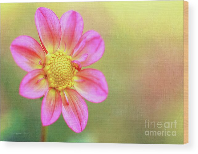 Dahlia Wood Print featuring the photograph Sunny One by Beve Brown-Clark Photography