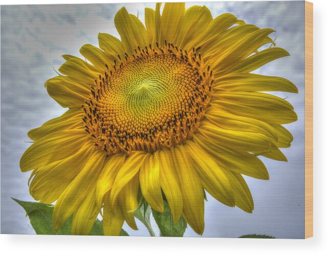 Sunflower Wood Print featuring the photograph Sunny Side Up by Charlotte Schafer