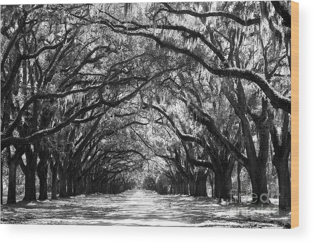 Live Oaks Wood Print featuring the photograph Sunny Southern Day - Black and White by Carol Groenen