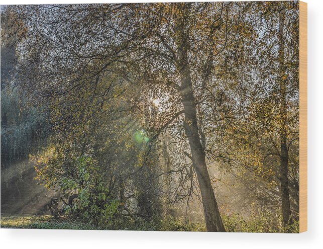 Forest Wood Print featuring the photograph Sunrays Through Autumn Trees by Frans Blok