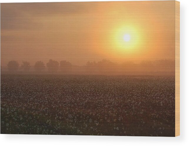 Mobile Wood Print featuring the digital art Sunrise and the Cotton Field by Michael Thomas