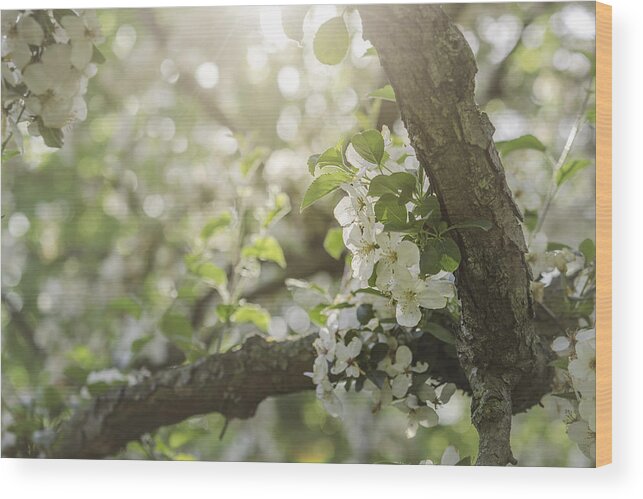 Apple Wood Print featuring the photograph Sunrise Blossoms by Mary Angelini