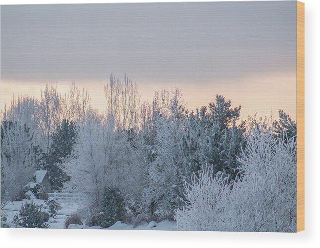Christmas Wood Print featuring the photograph Sunrise glos behind trees frozen trees by Travers Morgan