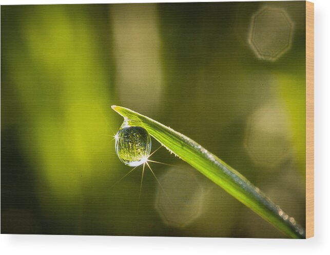 Dew Wood Print featuring the photograph Sunrise in a Dewdrop by Monte Stevens