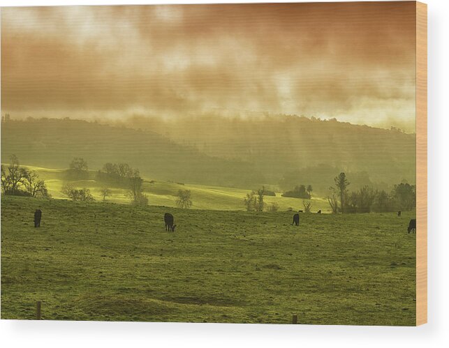 Sunrise In Foggy Pasture Wood Print featuring the photograph Sunrise In Foggy Pasture by Frank Wilson