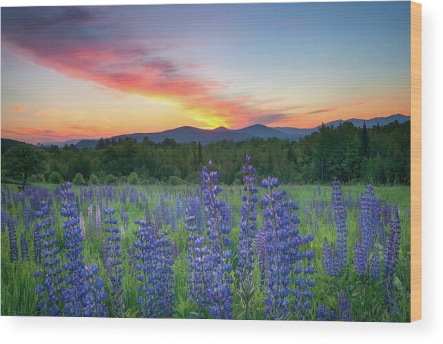 #surise#lupines#sugarhill#newhampshire#landscape#field#mountains Wood Print featuring the photograph Sunrise Over the Ridge by Darylann Leonard Photography