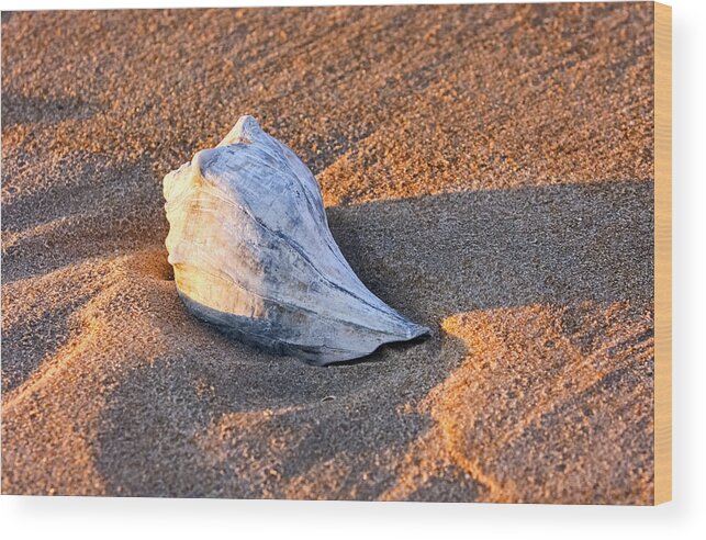 Shells Wood Print featuring the photograph Sunrise Seashell by Allan Levin