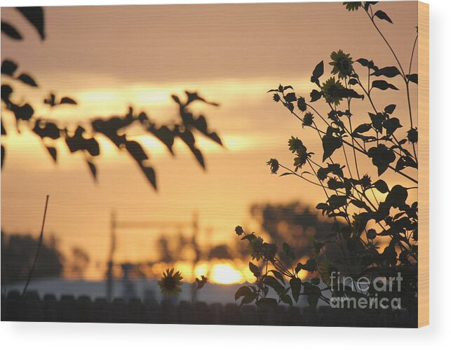 Sunrise Wood Print featuring the photograph Sunrise Sunflowers by Sheri Simmons