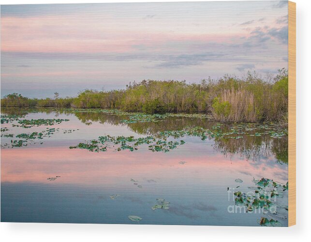 Aquatic Wood Print featuring the photograph Sunset at the Everglades National Park II by Amanda Mohler