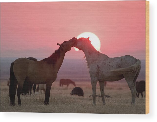 Wild Horses Wood Print featuring the photograph Sunset Horses by Wesley Aston