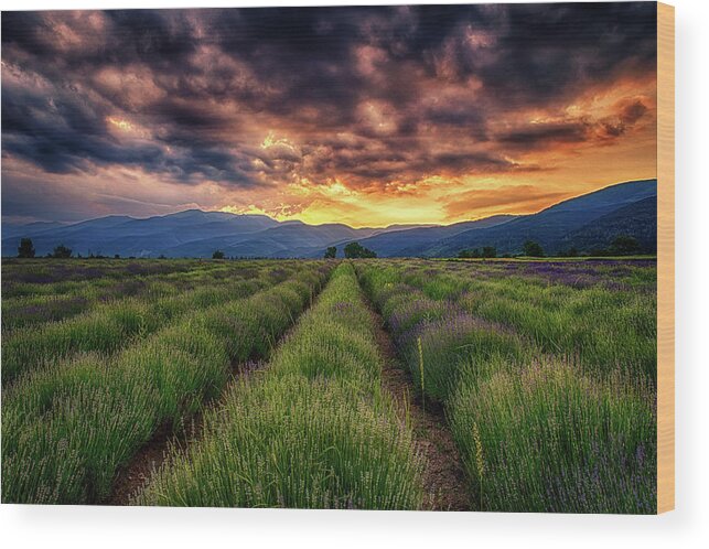 Field Wood Print featuring the photograph Sunset Over Lavender Field by Plamen Petkov