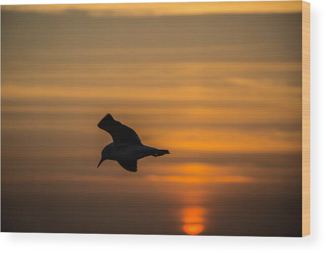 3 Nd Nature Wood Print featuring the photograph Sunset Seagull by Gregory Daley MPSA