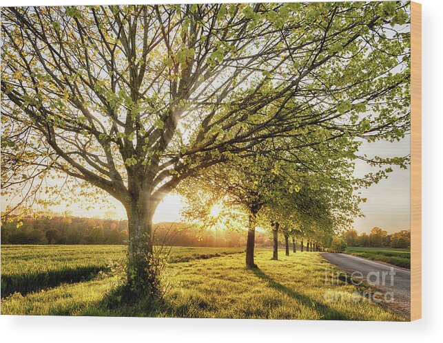 Sunset Wood Print featuring the photograph Sunset through a line of rural trees by Simon Bratt