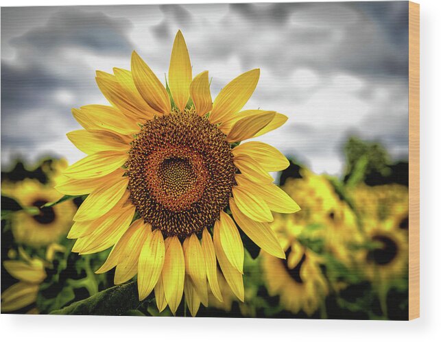 Flowers & Plants Wood Print featuring the photograph Sunshine by Louis Dallara