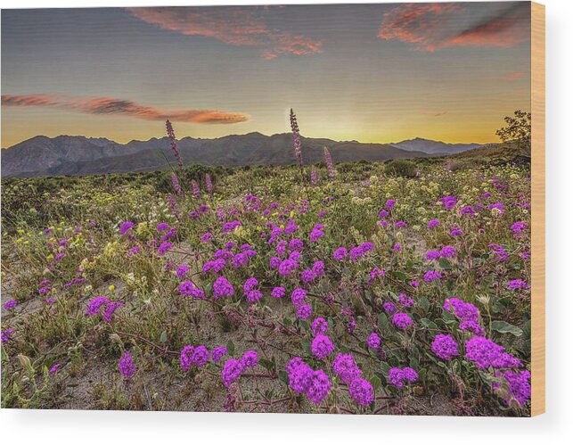 Anza - Borrego Desert State Park Wood Print featuring the photograph Super Bloom Sunset by Peter Tellone