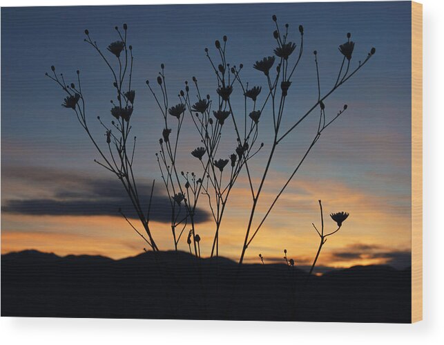 Superbloom 2016 Wood Print featuring the photograph Superbloom Sunset in Death Valley 103 by Daniel Woodrum