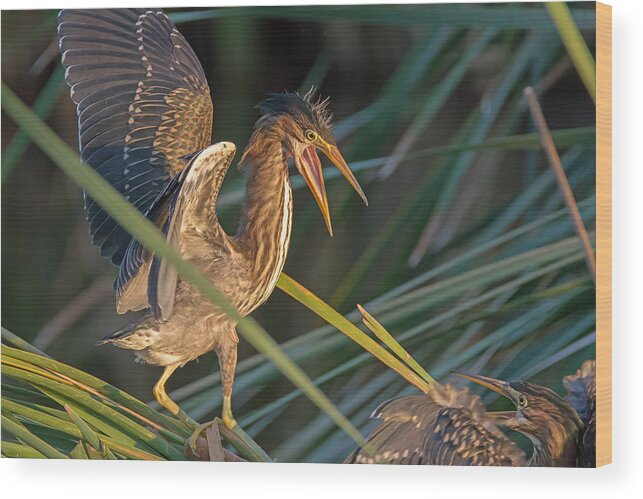 Water Bird Wood Print featuring the photograph Surprise Attack by Tam Ryan