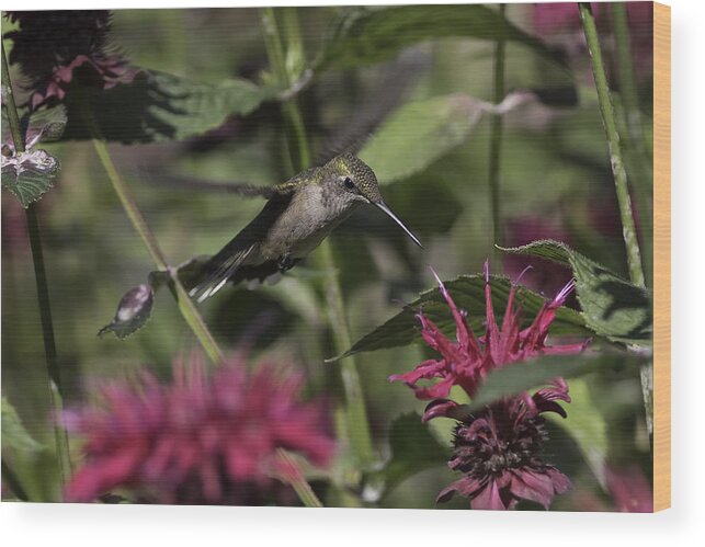 Hummingbird Wood Print featuring the photograph Suspended by Everet Regal