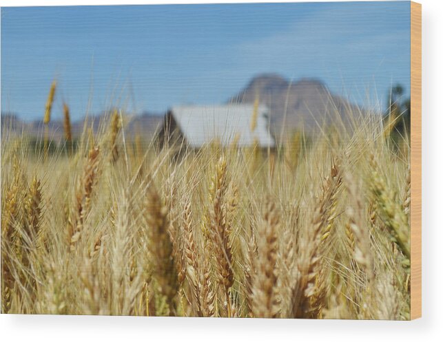 Sutter Buttes Wood Print featuring the photograph Sutter Buttes Wheat by Pamela Patch