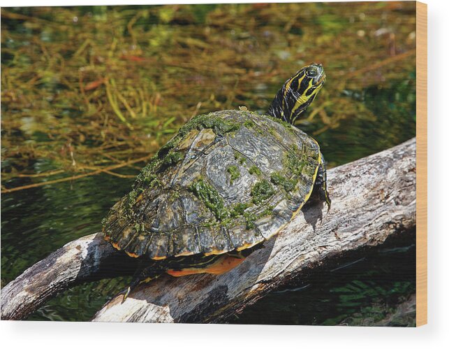 Suwannee Cooter Turtle Wood Print featuring the photograph Suwannee Cooter Turtle Portrait by Sally Weigand