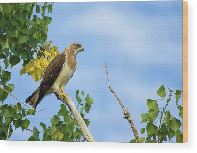 Bird Of Prey Wood Print featuring the photograph Swainson's Hawk Perched by John De Bord