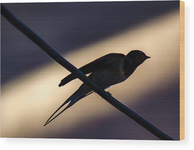Speed Wood Print featuring the photograph Swallow Speed by Rainer Kersten