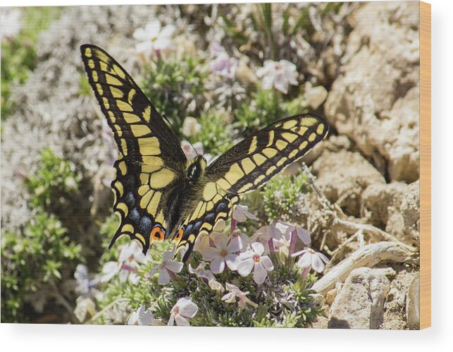 Colorado Wood Print featuring the photograph Swallowtail at Sand Wash by Debbie Rudd
