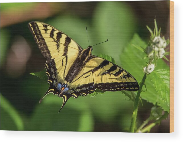 California Wood Print featuring the photograph Swallowtail Butterfly on a Leaf by Marc Crumpler