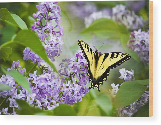 Butterfly Wood Print featuring the photograph Swallowtail Butterfly on Lilacs by Christina Rollo