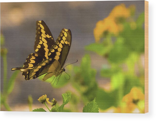 Butterfly Wood Print featuring the photograph Swallowtail by Peggy Blackwell