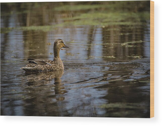 Mallard Wood Print featuring the photograph Swamp Lady by Ray Congrove