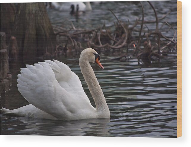 Swan Wood Print featuring the photograph Swan 1 by Laurie Hasan