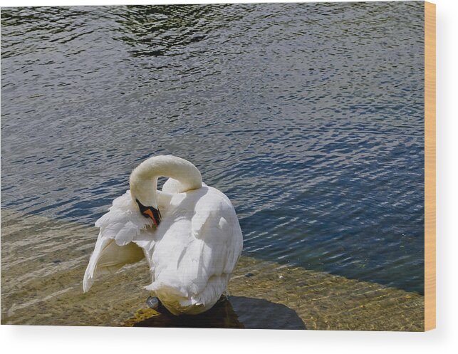 British Birds Wood Print featuring the photograph Swan business. Two. by Elena Perelman