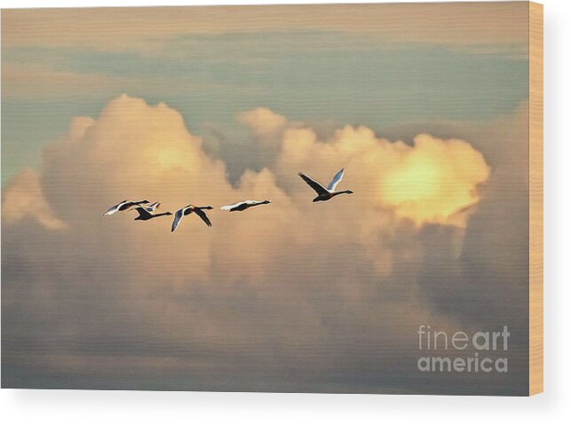 Tundra Wood Print featuring the photograph Swan Heaven by DJA Images