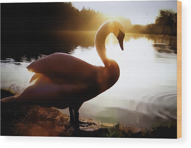 Bird. Swan Wood Print featuring the photograph Swan in Evening Sun by Linda Phelps