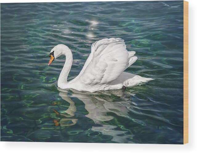Swan Wood Print featuring the photograph Swan on Lake Geneva Switzerland by Carol Japp