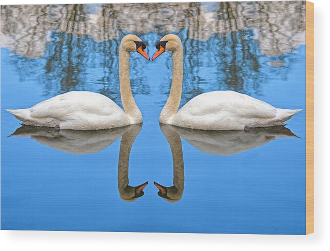 Swan Wood Print featuring the photograph Swan Princess by Roy Pedersen