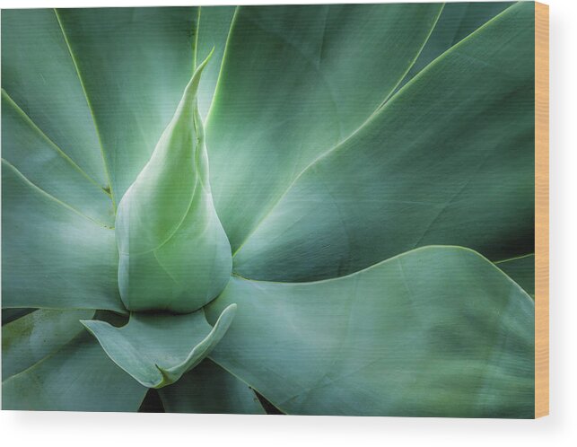Abstract Wood Print featuring the photograph Swan's Neck Agave 1 by Leigh Anne Meeks