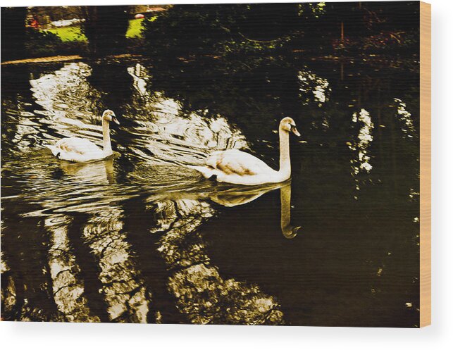 England Wood Print featuring the photograph Swans on river Wey by Patrick Kain