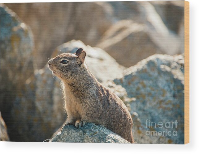 Curious Wood Print featuring the photograph Sweet Curious California Ground Squirrel, Animal In California by Amanda Mohler