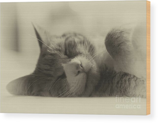 Cat Wood Print featuring the photograph Sweet Dreams by Nicki McManus