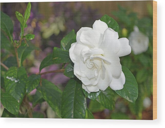 Gardenia Wood Print featuring the photograph Sweet Gardenia by Aimee L Maher ALM GALLERY
